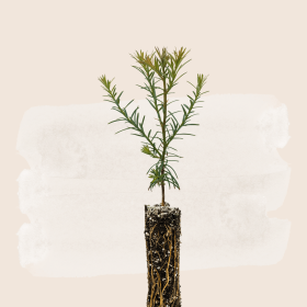 Owlet Nursery of Hope Tree Seedling