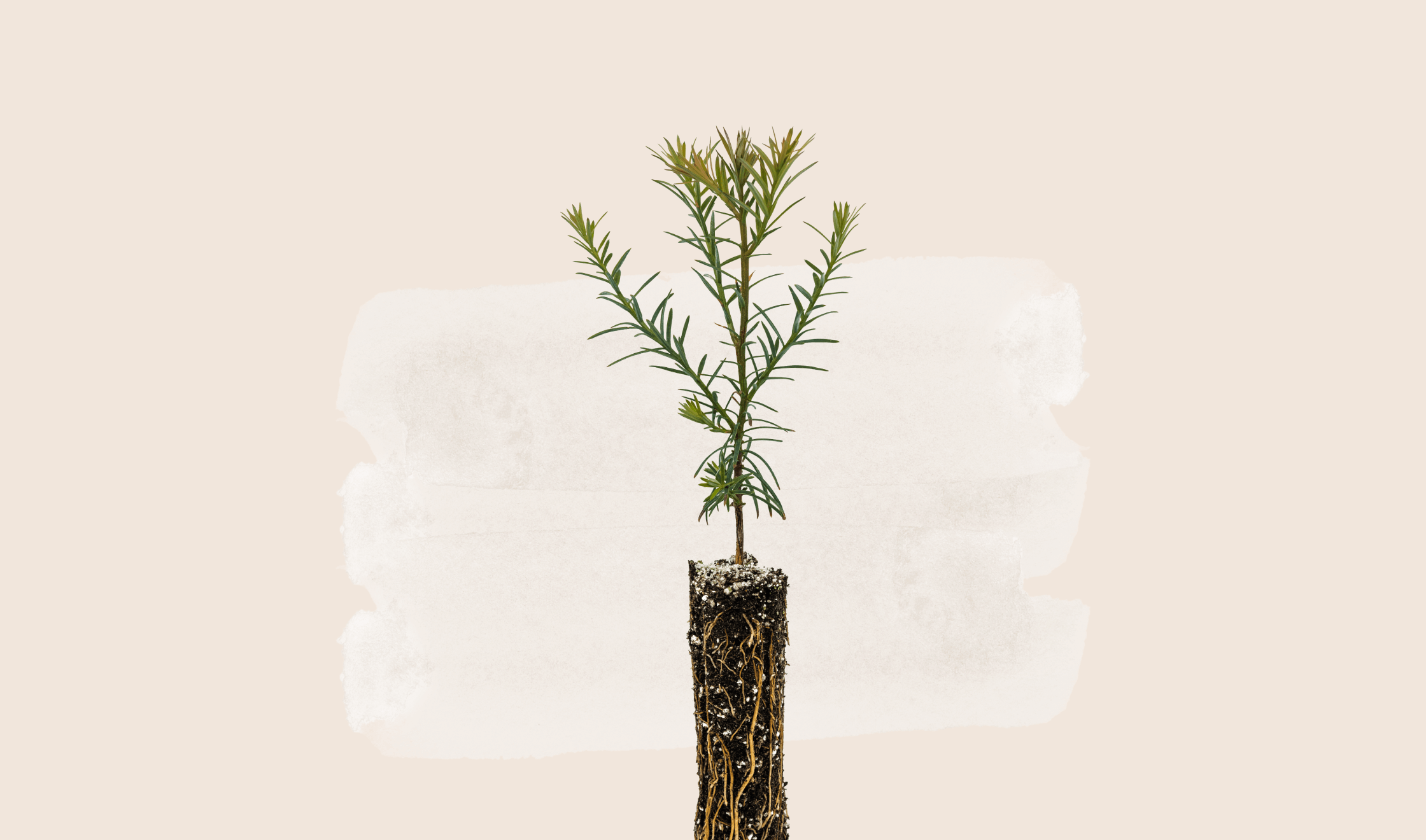 Owlet Nursery of Hope Tree Seedling